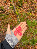 Ultralight tick remover tool